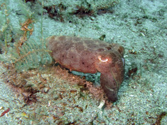 Sepia latimanus