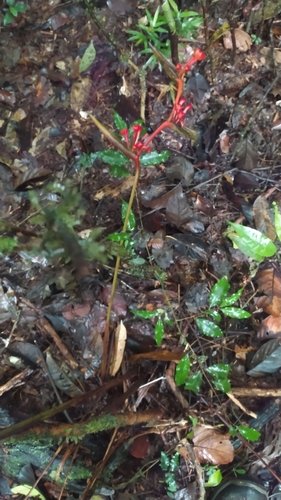 Heliconia richardiana (Heliconia richardiana)