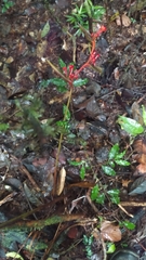 Heliconia richardiana