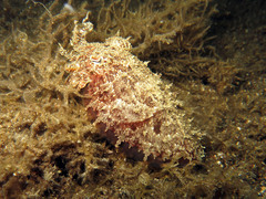 Sepia papuensis