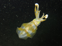 Sepioteuthis lessoniana