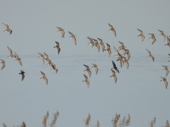Calidris minuta