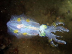 Sepioteuthis lessoniana