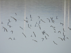 Calidris minuta