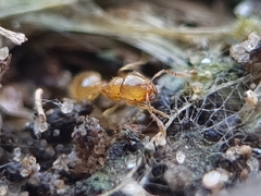 Solenopsis fugax