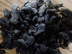 Dermatocarpon leptophyllodes