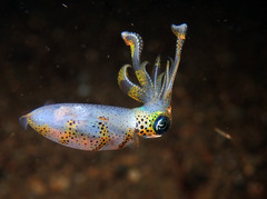Sepioteuthis lessoniana