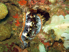 Spondylus varius