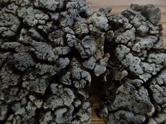 Dermatocarpon leptophyllodes