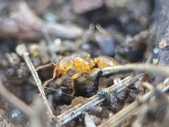 Solenopsis fugax