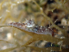 Stylocheilus striatus