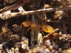 Solenopsis fugax