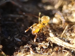 Solenopsis fugax