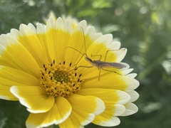 Zelus renardii