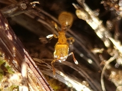 Solenopsis fugax