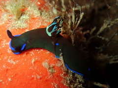 Tambja morosa