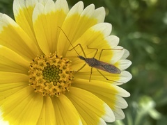 Zelus renardii