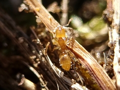 Solenopsis fugax