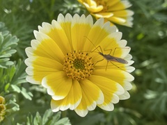 Zelus renardii