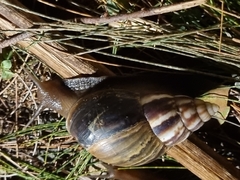 Lissachatina immaculata