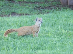 Cynictis penicillata