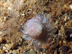 Tectonatica sagraiana