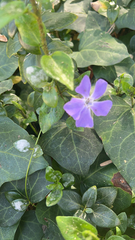 Vinca major