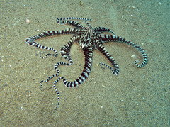 Thaumoctopus mimicus
