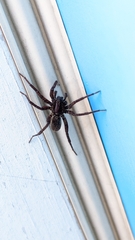 Trochosa terricola