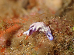 Thuridilla albopustulosa