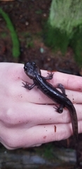 Ambystoma gracile