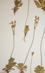 Primula mistassinica