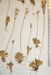 Primula mistassinica