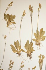 Primula mistassinica