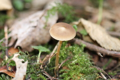 Strobilurus esculentus