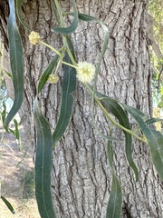 Acacia salicina