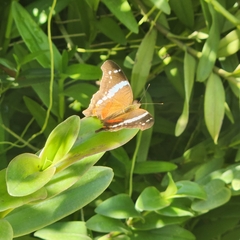 Anartia fatima colima