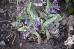 Pulmonaria