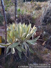 Espeletia hartwegiana