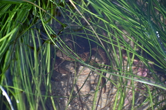 Taliepus nuttallii