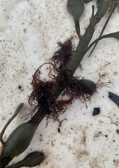 Vertebrata lanosa