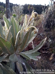 Espeletia hartwegiana