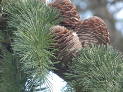 Cedrus deodara