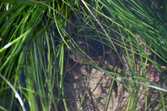 Taliepus nuttallii