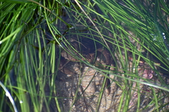 Taliepus nuttallii