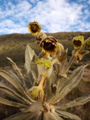 Espeletia hartwegiana