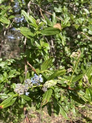 Ceanothus thyrsiflorus