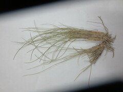 Stipa
