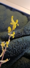 Corydalis micrantha