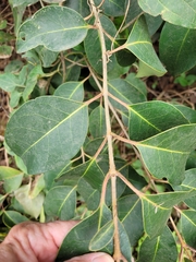 Viburnum odoratissimum